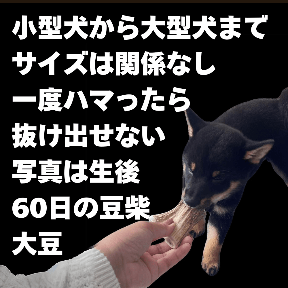 鹿角